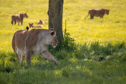 Lion under tree shadow, finishing its meal while pack of lions gathers around.