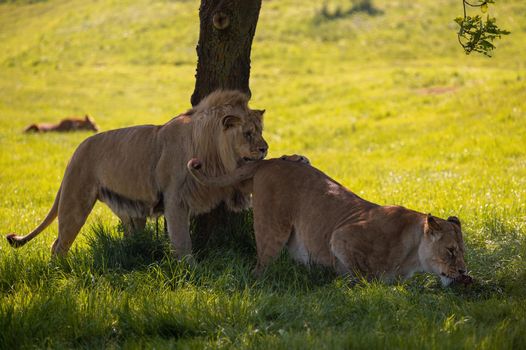 Lions (Panthera leo) playing and chasing each other under a tree.