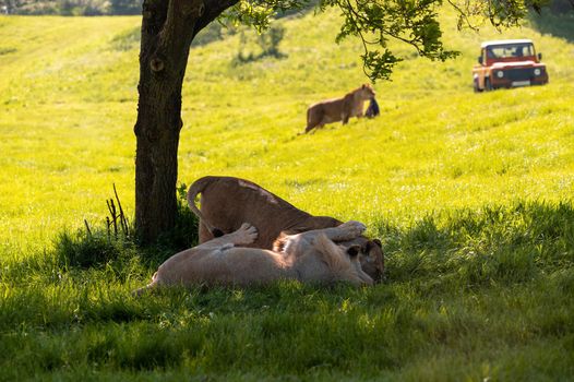 Lions resting under a tree shadow with 4x4 all terrain vehicle in the background.