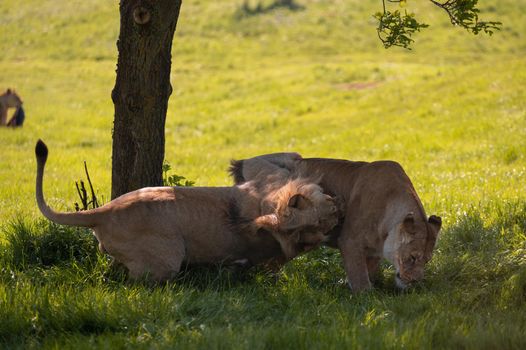 Lions (Panthera leo) playing and chasing each other under a tree.