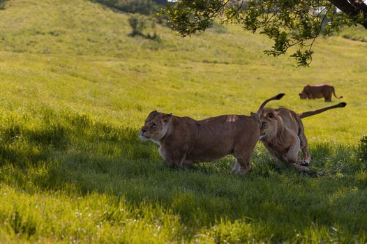 Lions (Panthera leo) playing and chasing each other under a tree.