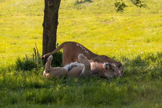 Lions (Panthera leo) playing and chasing each other under a tree.