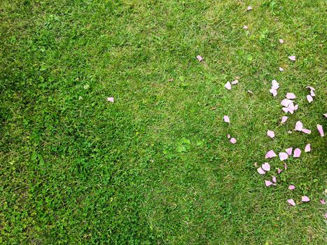 Grass surface with lots of pink rose petals