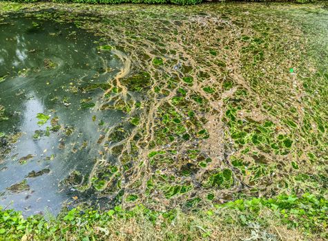 Background texture pattern of algea forming thick layer on water surface.