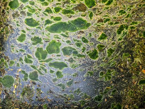 Background texture pattern of algea forming thick layer on water surface.