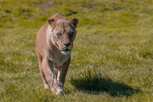 Lioness (Panthera leo) walking in the wilderness towards the point of camera view.