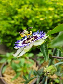 Beautiful passiflora flower in bloom with a soft background