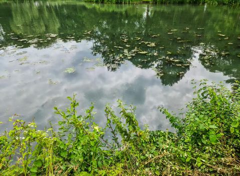 Background texture pattern of algea forming thick layer on water surface.