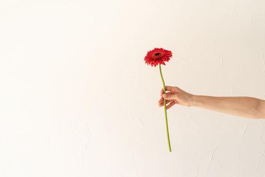 Happy birthday flowers, woman hand holding a single gerbera flower on white wall background