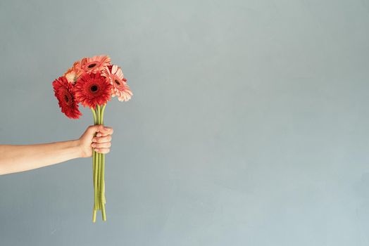 Happy birthday flowers, Bright gerbera daisies in woman hand on blue wall background, minimal style, copy space