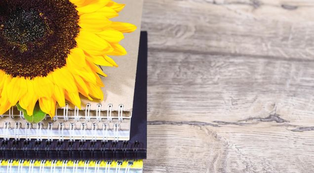 Stack of colourful notebooks with spiral edge with sright yellow sunflower, school or educational background