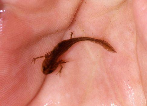 young newt with gills on palm