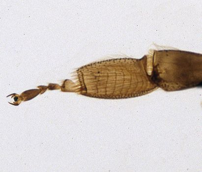 brown beehive with bristles and pollen pants