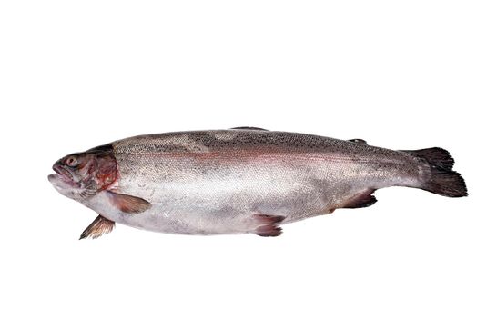 View above the whole big a salmon fish isolated on a white background