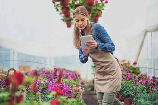 Woman is working in small business greenhouse store. She is examining plants. Female entrepreneur.