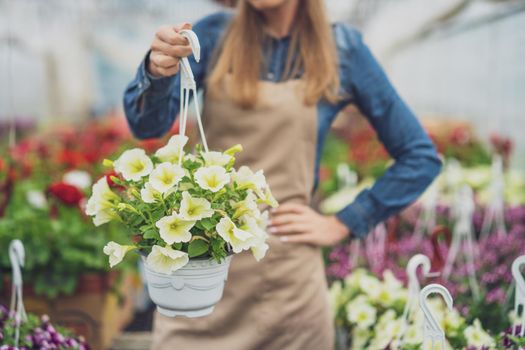 Woman is owning small business greenhouse store. She is holding flower in pot. Female entrepreneur.