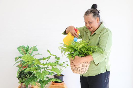 Senior Asian women Keep the plant growing inside her houseplants at home using a spray bottle with clean water.The concept of retiring life Smile with happiness, relaxation.