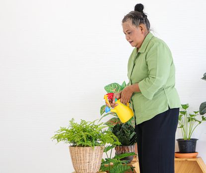 Senior Asian women Keep the plant growing inside her houseplants at home using a spray bottle with clean water.The concept of retiring life Smile with happiness, relaxation.