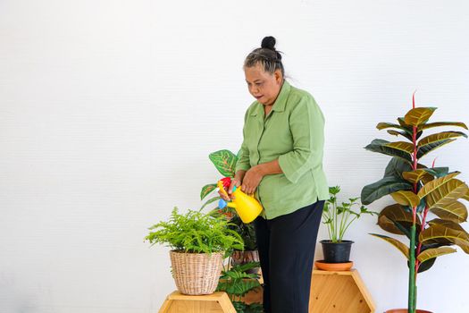 Senior Asian women Keep the plant growing inside her houseplants at home using a spray bottle with clean water.The concept of retiring life Smile with happiness, relaxation.