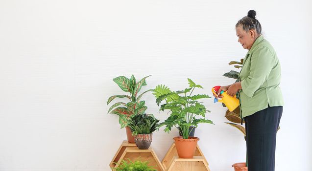 Senior Asian women Keep the plant growing inside her houseplants at home using a spray bottle with clean water.The concept of retiring life Smile with happiness, relaxation.