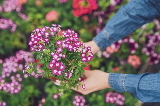 Woman is working in small business greenhouse store. She is examining plants. Female entrepreneur.