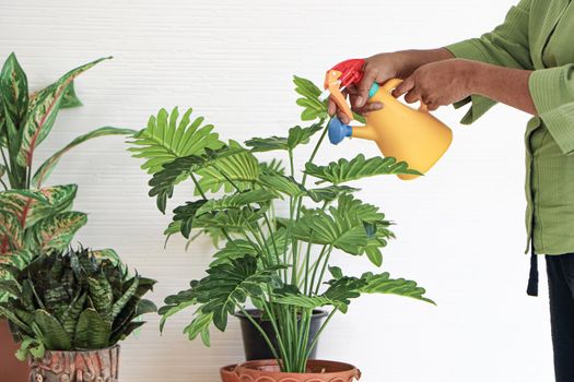 Senior Asian women Keep the plant growing inside her houseplants at home using a spray bottle with clean water.The concept of retiring life Smile with happiness, relaxation.