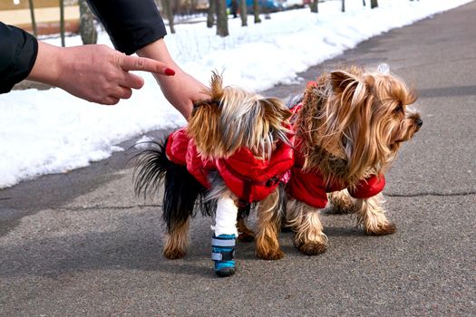 Cute dog with wounded leg and girlfriend. Making sure of avoiding potential danger, mishap, or harm, cautious.High quality photo