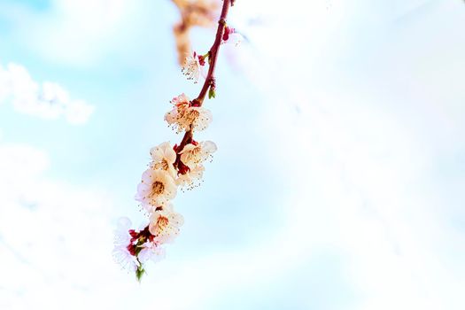 he seed-bearing part of a plant, consisting of reproductive organs that are typically surrounded by a brightly colored corolla and a green calyx .Beautiful red spring flowers against the blue sky