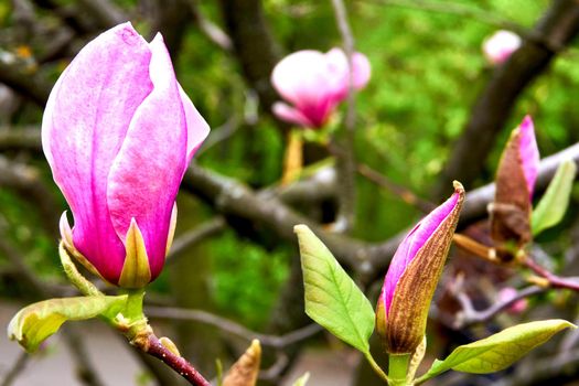 Lovely purplish pink magnolia flowers in spring garden.a tree or shrub with large, typically creamy-pink, waxy flowers. Magnolias are widely grown as ornamental trees.