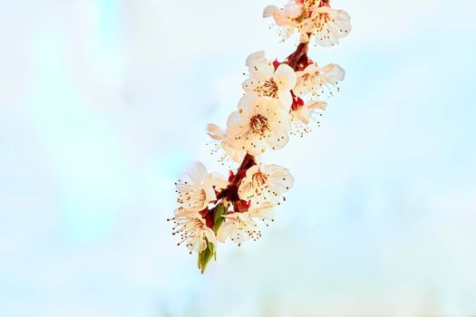 he seed-bearing part of a plant, consisting of reproductive organs that are typically surrounded by a brightly colored corolla and a green calyx .Beautiful red spring flowers against the blue sky