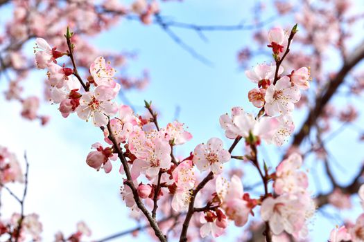 he seed-bearing part of a plant, consisting of reproductive organs that are typically surrounded by a brightly colored corolla and a green calyx .Beautiful red spring flowers against the blue sky