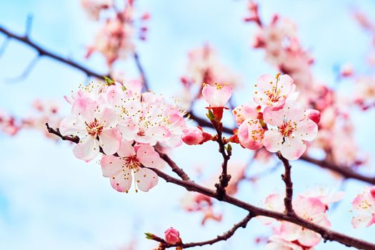 he seed-bearing part of a plant, consisting of reproductive organs that are typically surrounded by a brightly colored corolla and a green calyx .Beautiful red spring flowers against the blue sky