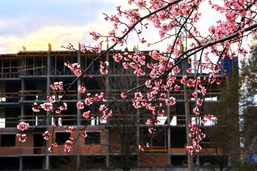 Construction of a residential high-rise building and wonderful spring flowers. High quality photo