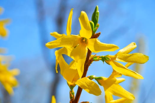 Spring yellow flowers against the blue sky. High quality photo.The season after winter and before summer, in which vegetation begins to appear from March to May