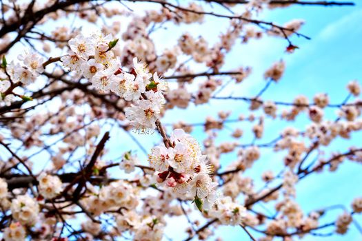 Lovely spring flowers of fruit trees. a tree grown for its edible fruit.High quality photo