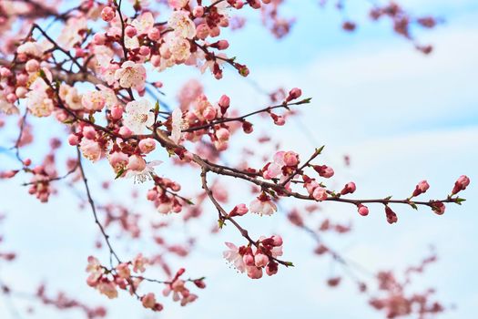 he seed-bearing part of a plant, consisting of reproductive organs that are typically surrounded by a brightly colored corolla and a green calyx .Beautiful red spring flowers against the blue sky