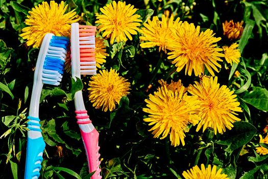 Two toothbrushes and yellow dandelions on green grass. High quality photo. a small brush with a long handle, used for cleaning the teeth.