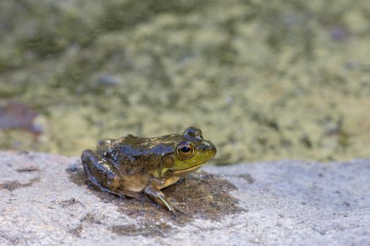 A juvenile American bullfrog (Lithobates catesbeianus) rests on a rock beside a pond. The amphibian is wet, having just emerged from the water in Algonquin Park, Ontario, Canada.