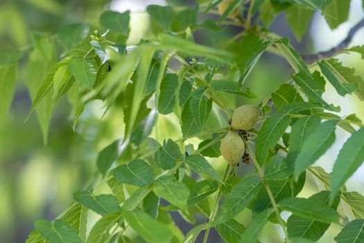 The green leaves and fruit of an eastern American black walnut tree (Juglans nigra) in Ottawa, Canada.