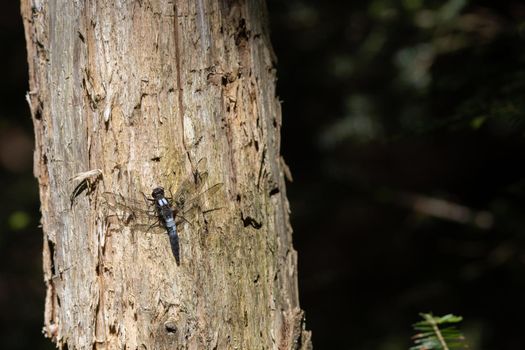 A chalk-fronted corporal dragonfly (Ladona julia) rests on the trunk of a tree in the wilderness of Algonquin Park, Ontario, Canada.