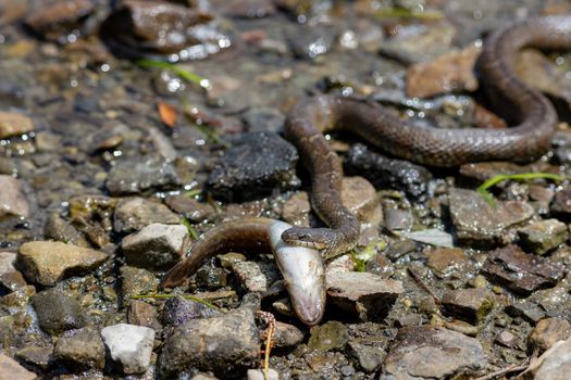 A northern watersnake, a subspecies of common watersnake (Nerodia sipedon), carries the body of a fish across rocks on the shore of a river.