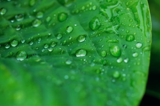 Beautiful green leaf texture with drops of water after the rain, close up, selective focus, blurred background