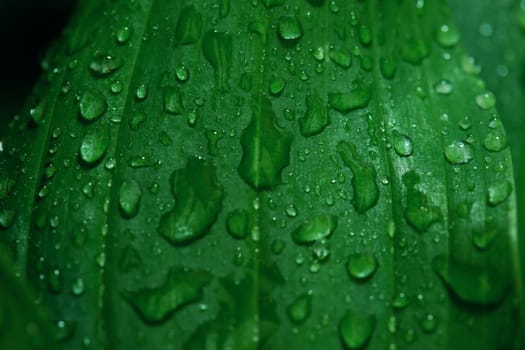 Beautiful green leaf texture with drops of water after the rain, close up, selective focus, blurred background