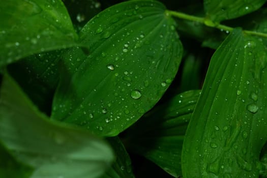 Beautiful green leaf texture with drops of water after the rain, close up, selective focus, blurred background