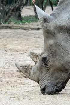 Close up of a large rhino with a big horn.