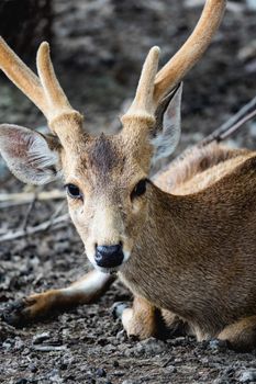 Young Deer sitting in the park.