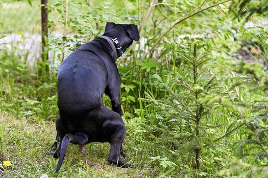 A big black dog poops in the park sitting over the grass and spreading its paws. Deification of an animal in the forest