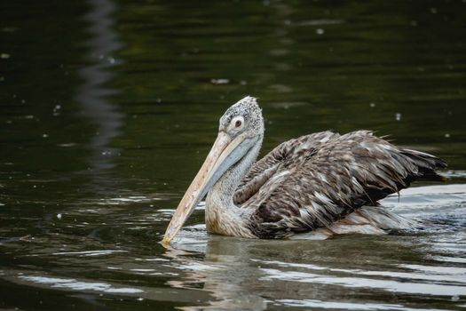Portrait of pelican, Pelecanus onocrotalus, bird take a rest on the lake.