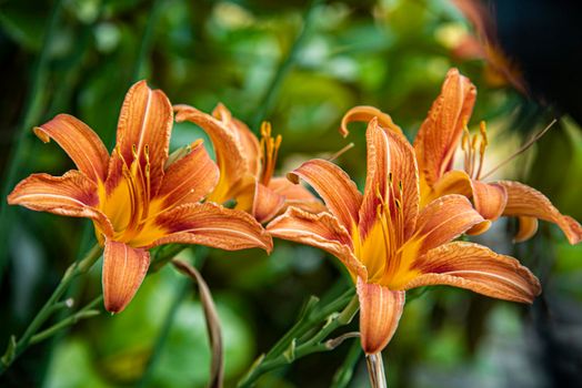 Macro shot of Orange Lilium flower detail in nature at sunset time