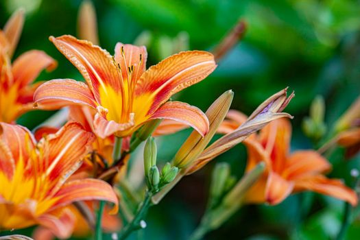 Macro shot of Orange Lilium flower detail in nature at sunset time